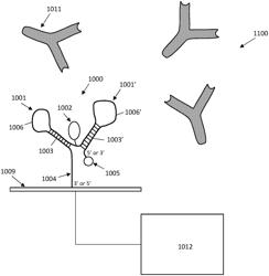 ASSAY METHOD FOR POINT OF CARE QUANTIFICATION OF AN IMMUNOPHILIN-BINDING IMMUNOSUPPRESSANT DRUG