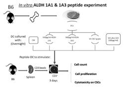 ALDH1 ANTIGEN-PULSED DENDRITIC CELLS