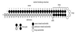 COMPOSITIONS AND METHODS FOR INHIBITING MITOCHONDRIA AMIDOXIME REDUCING COMPONENT 1 (MARC1) EXPRESSION