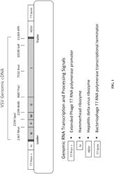 NOVEL VESICULAR STOMATITIS VIRUS AND VIRUS RESCUE SYSTEM