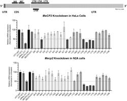 OLIGONUCLEOTIDES FOR MECP2 MODULATION