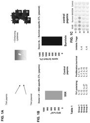 GENERATION OF CTL LINES WITH SPECIFICITY AGAINST MULTIPLE TUMOR ANTIGENS OR MULTIPLE VIRUSES