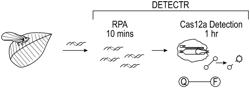 METHODS AND COMPOSITIONS FOR SUPERSENSITIVE AND SPECIFIC DETECTION OF CITRUS GREENING AND PHYTOPLASMA PATHOGENS