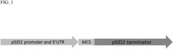 Plant terminator for transgene expression