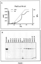 PROTEIN RECEPTACLE, POLYNUCLEOTIDE, VECTOR, EXPRESSION CASSETTE, CELL, METHOD FOR PRODUCING THE RECEPTACLE, METHOD OF IDENTIFYING PATHOGENS OR DIAGNOSING DISEASES, USE OF THE RECEPTACLE AND DIAGNOSTIC KIT