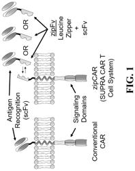 Nanofiber scaffolds