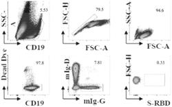 NOVEL CORONAVIRUS RBD SPECIFIC MONOCLONAL ANTIBODY AND LINEAR EPITOPE AND APPLICATION THEREOF