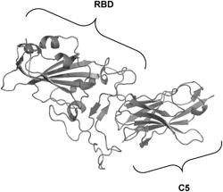 SINGLE DOMAIN ANTIBODIES THAT TARGET SARS-COV-2