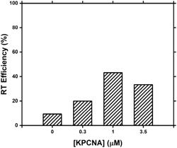 ENGINEERED THERMOPHILIC REVERSE TRANSCRIPTASE