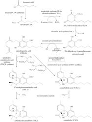 TRICHOME SPECIFIC PROMOTERS FOR THE MANIPULATION OF CANNABINOIDS AND OTHER COMPOUNDS IN GLANDULAR TRICHOMES