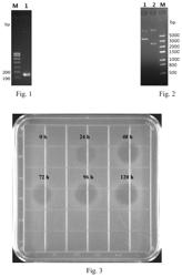 Antimicrobial peptide ID13, preparation method and use thereof