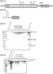 Methods and compositions for detecting a target RNA