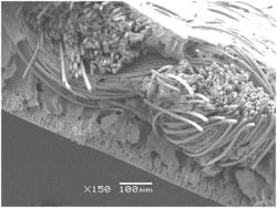 Photothermal Photocatalytic Membrane for Seawater Desalination And Uranium Extraction And Preparation Method Therefor