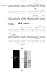 Artificial multi-antigen fusion protein and preparation and use thereof