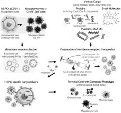 CELLULAR MEMBRANE VESICLES AND USES THEREOF