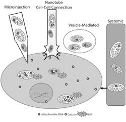 MITOCHONDRIAL TRANSPLANTATION AND USE THEREOF IN OCULAR DISEASES