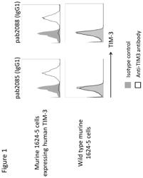 Anti-TIM-3 antibodies and methods of use thereof