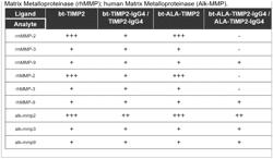 Methods and Compositions for Treating Aging-Associated Impairments with TIMP-2 Recombinant Proteins