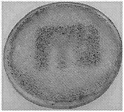 PH-INDEPENDENT POLYDOPAMINE SYNTHESIS METHOD UNDER VISIBLE LIGHT