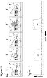 Classification of nucleic acid templates