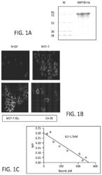 Epitope specific antibodies that bind cell surface GRP78 and their use for cancer detection