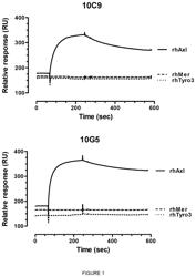 Anti-AXL Antagonistic Antibodies