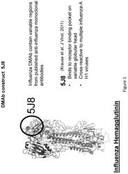 DNA monoclonal antibodies targeting influenza virus