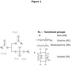 Polypeptides having phospholipase C activity and polynucleotides encoding same