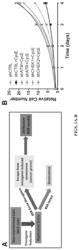 Replication stress response biomarkers for immunotherapy response