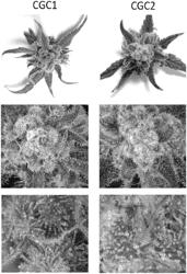 CANNABIS PLANT WITH INCREASED CANNABICHROMENIC ACID