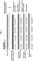 PLECTRANTHUS AMBOINICUS EXTRACT FOR USE IN ALLEVIATION OF RADIATION-INDUCED SKIN DISORDERS