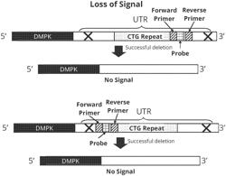 Compositions and Methods for Treatment of DM1 with SLUCAS9 and SACAS9