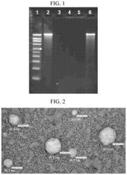 Delivery of RNA to trigger multiple immune pathways