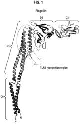 Enterococcus gallinarum flagellin polypeptides