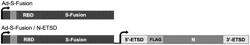 Method of inducing immunity against SARS-CoV-2 using spike (s) and nucleocapsid (N)-ETSD immunogens delivered by a replication-defective adenovirus