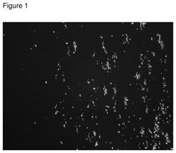 Roflumilast Formulations with an Improved Pharmacokinetic Profile