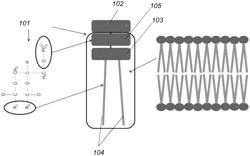 Systems and methods for targeted breast cancer therapies