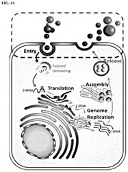 Broad-spectrum anti-infective peptides