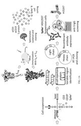 Antibody specific to spike protein of SARS-CoV-2 and uses thereof