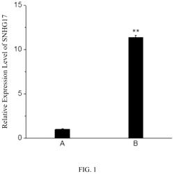 Use of non-coding RNA SNHG17 as biomarker and therapeutic target