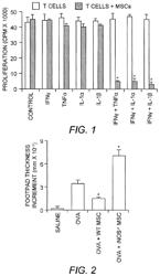 Methods for inducing an immune response by administering activated mesenchymal stem cells