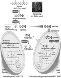 Method for producing marine algae-derived agarotriose, and use thereof as prebiotic