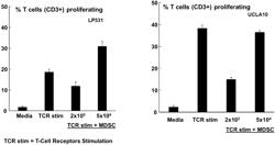 USE OF CD33CAR MODIFIED HIGH AFFINITY NK CELLS (T-HANK) TO REDUCE MYELOID-DERIVED SUPPRESSOR CELLS SUPPRESSOR ACTIVITY (OR REDUCE NEGATIVE IMPACT ON NK CELL ACTIVITY)