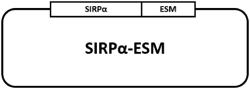 METHOD FOR TREATING CANCER AND INFLAMMATORY DISEASES USING STEM CELL- DERIVED EXTRACELLULAR VESICLES COMPRISING SIRP