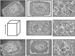 SHAPE MEMORY POLY(ß-HYDROXYTHIOETHER) FOAMS RAPIDLY PRODUCED FROM MULTIFUNCTIONAL EPOXIDES AND THIOLS