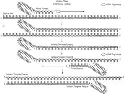 AMPLIFICATION OF NUCLEIC ACIDS