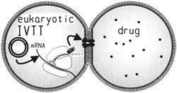 MEMBRANE AND DROPLET-INTERFACE BILAYER SYSTEMS AND METHODS