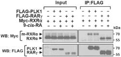 RXR-ALPHA BINDERS AND RXR-ALPHA/PLK1 MODULATORS