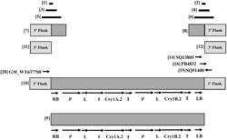 SOYBEAN TRANSGENIC EVENT GM_CSM63770 AND METHODS FOR DETECTION AND USES THEREOF