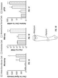 CLEC11A is a bone growth agent